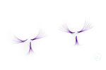 Loose Promade Purple Coloured Fans up to 1000 fans